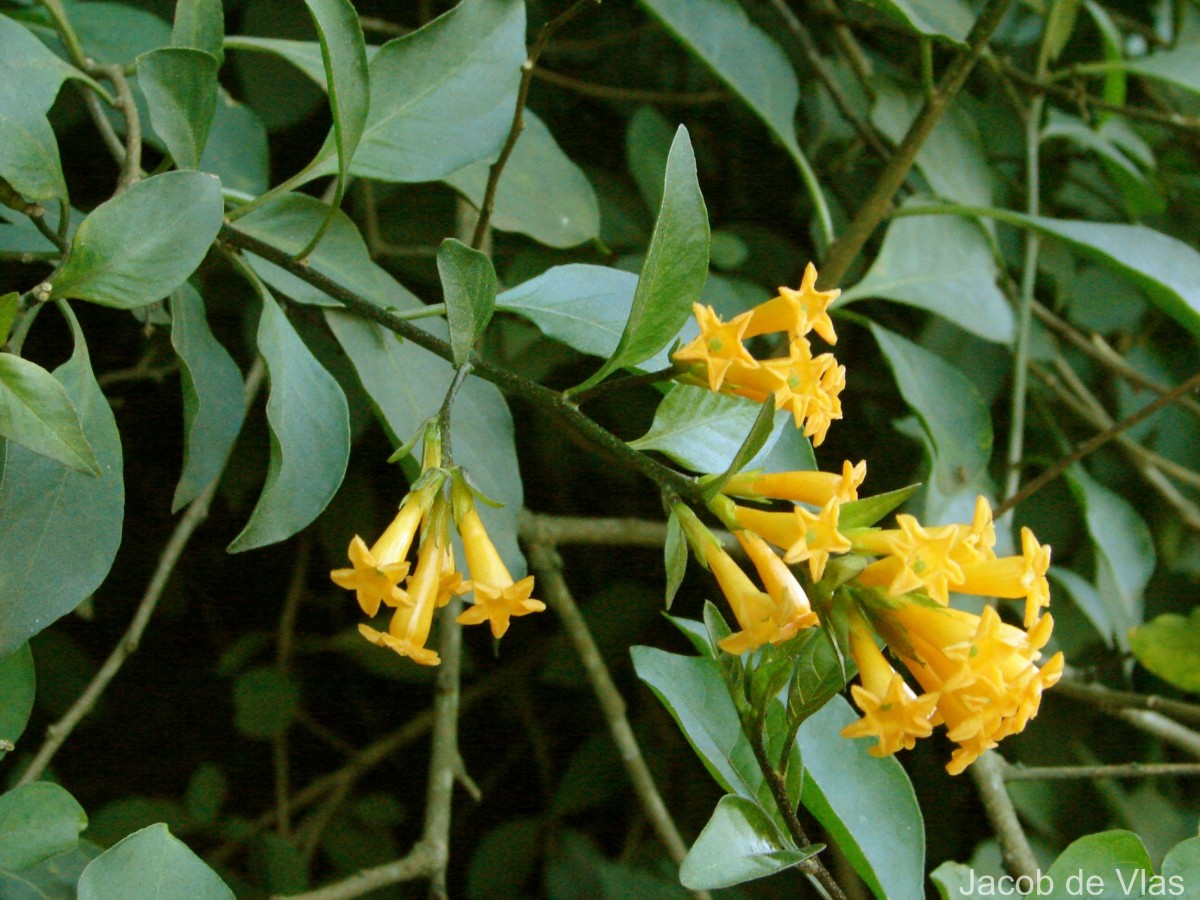 Cestrum aurantiacum Lindl.